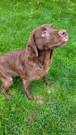 Labrador Retriever dogs Gorgeous KC Registered Chocolate Labrador Bitch - Advert 2
