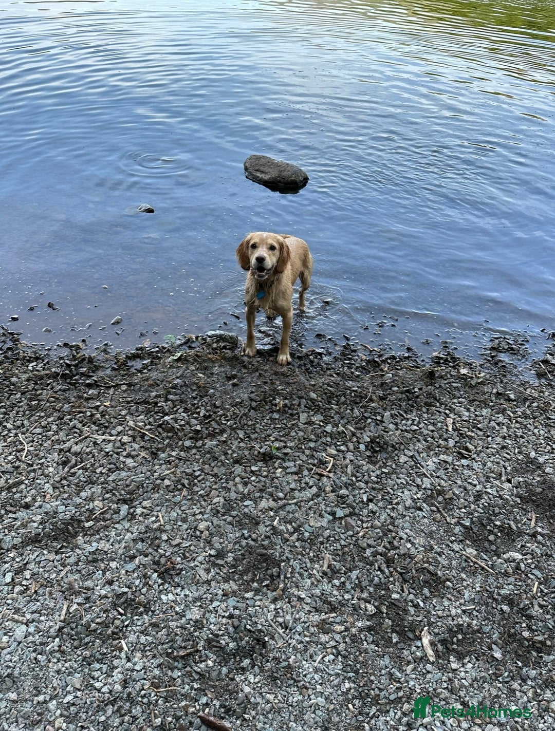 Cocker Spaniel dogs for stud: Proven Working Cocker Spaniel stud - KC Registered in Cockermouth - Advert 10