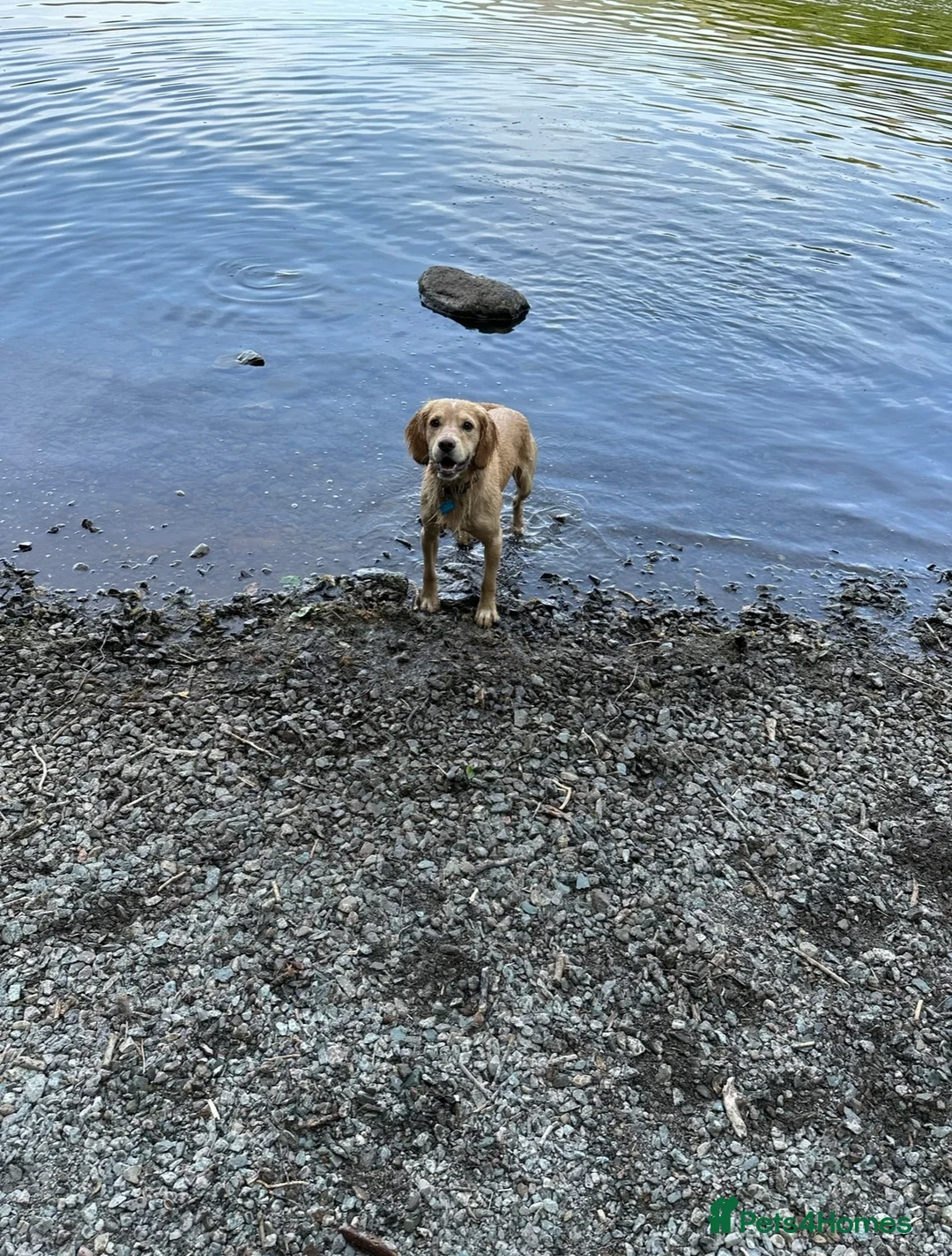 Cocker Spaniel dogs for stud: Proven Working Cocker Spaniel stud - KC Registered in Cockermouth - Advert 9