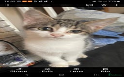 Mixed Breed cats for sale: Vaccinated kittens looking for loving homes  - Image 7