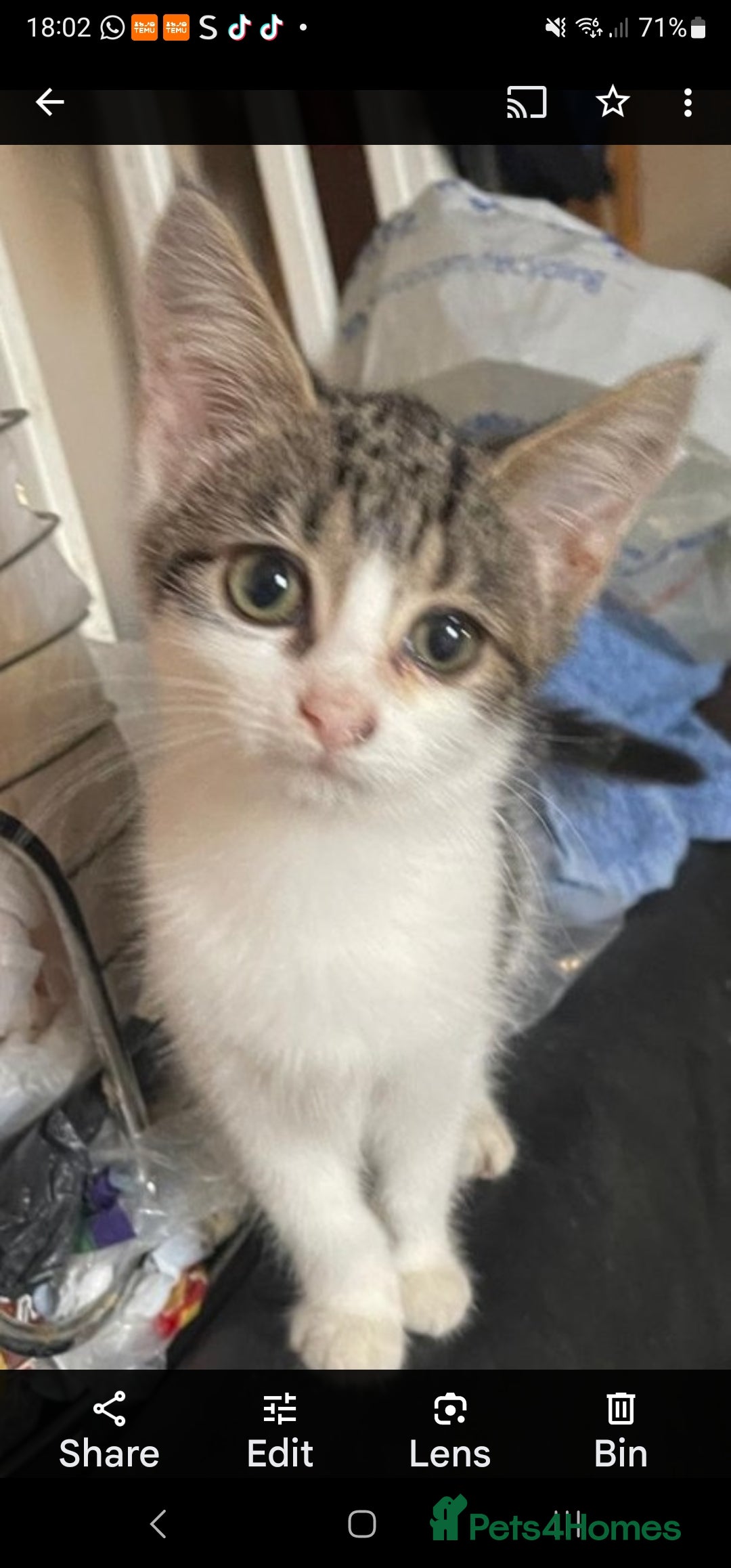 Mixed Breed cats for sale: Vaccinated kittens looking for loving homes  - Image 7