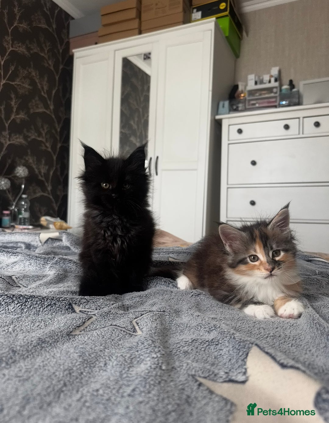 Maine Coon cats for sale: 1 BLACK SMOKE BOY 1 TORTIE GIRL MAINE COON KITTENS - Image 1