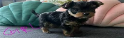 Yorkshire Terrier dogs for sale: Tiny pedigree Yorkie pups.  - Advert 3