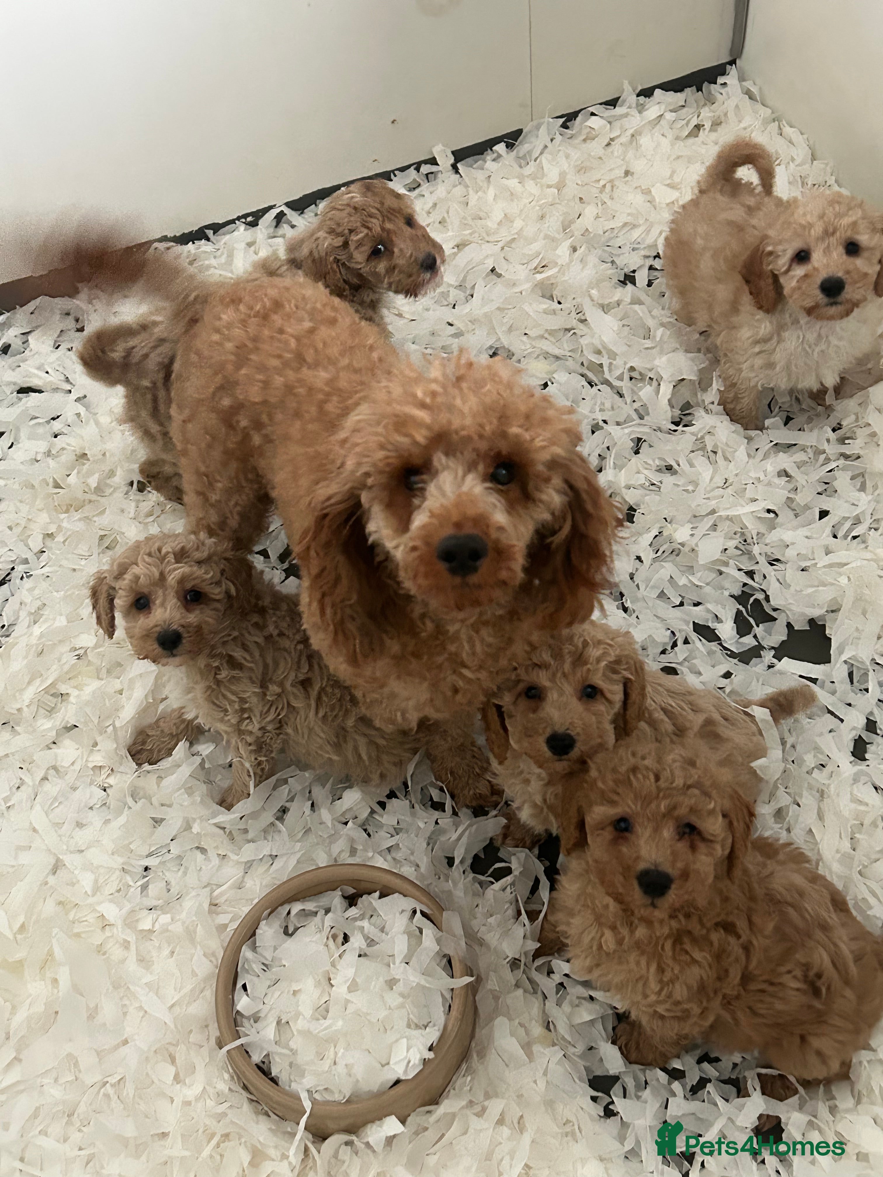 Toy Poodle dogs Stunning toy poodle puppies ready  - Advert 1