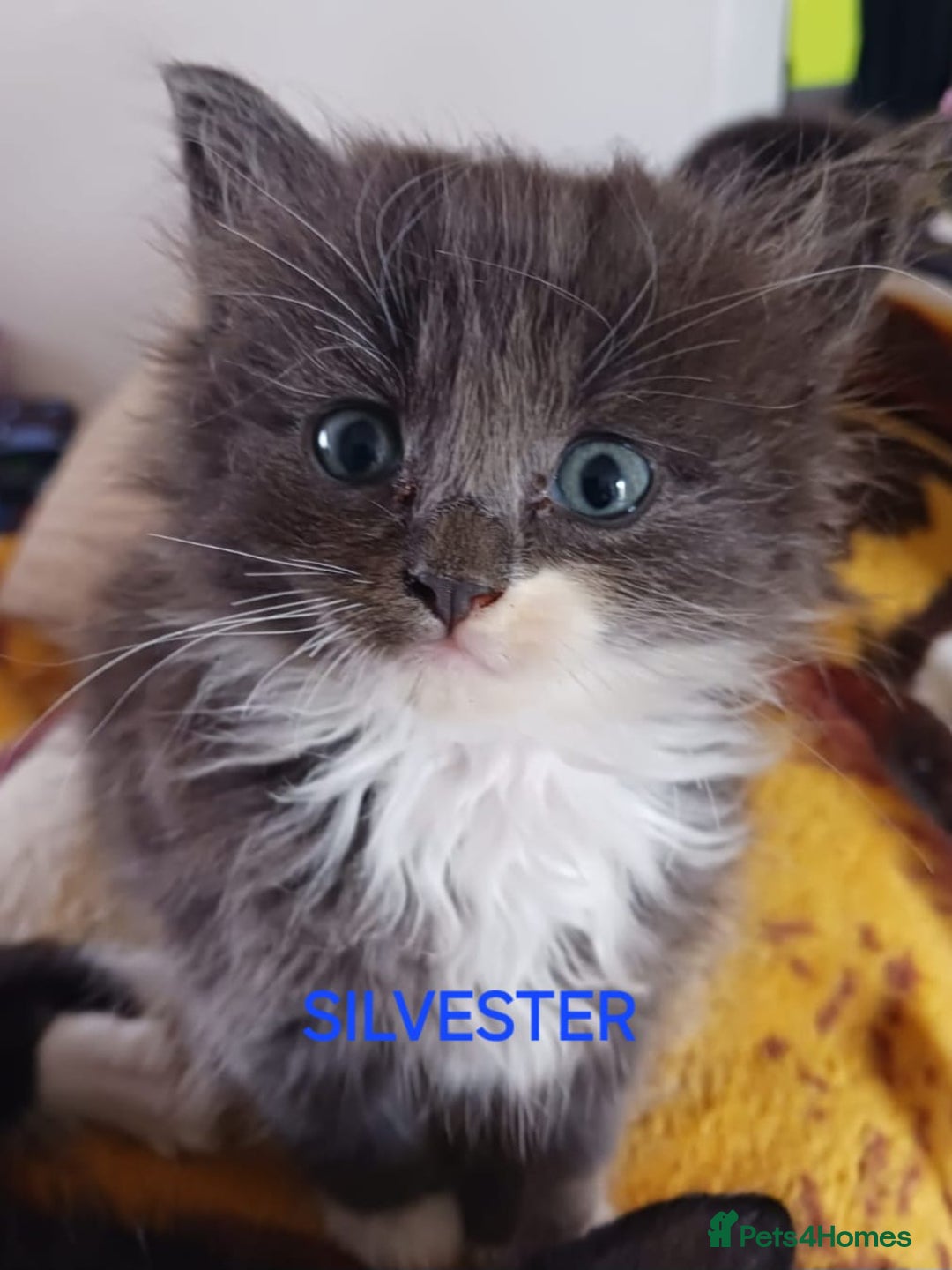Ragdoll cats for sale: CUTE BLUE MITTED RAGDOLL KITTENS  - Image 4