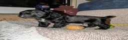 Cocker Spaniel dogs for sale: 🐾🐶Beautiful black show type cocker spaniels 🐾🐶 in Alton - Advert 6