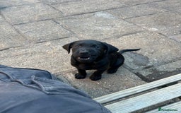 Labrador Retriever dogs for sale: kc reg Labrador retriever  in Wigton - Image 7