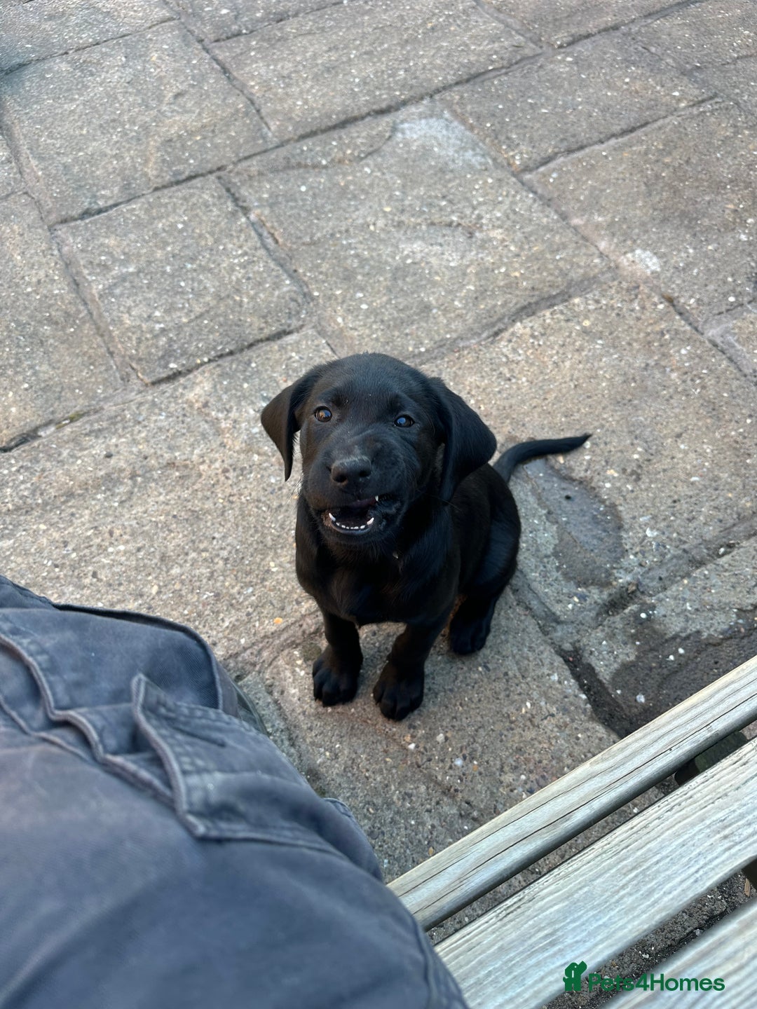 Labrador Retriever dogs for sale: kc reg Labrador retriever  in Wigton - Image 7