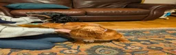 Cocker Spaniel dogs for sale: Cocker spaniel puppies in Avoch - Advert 6