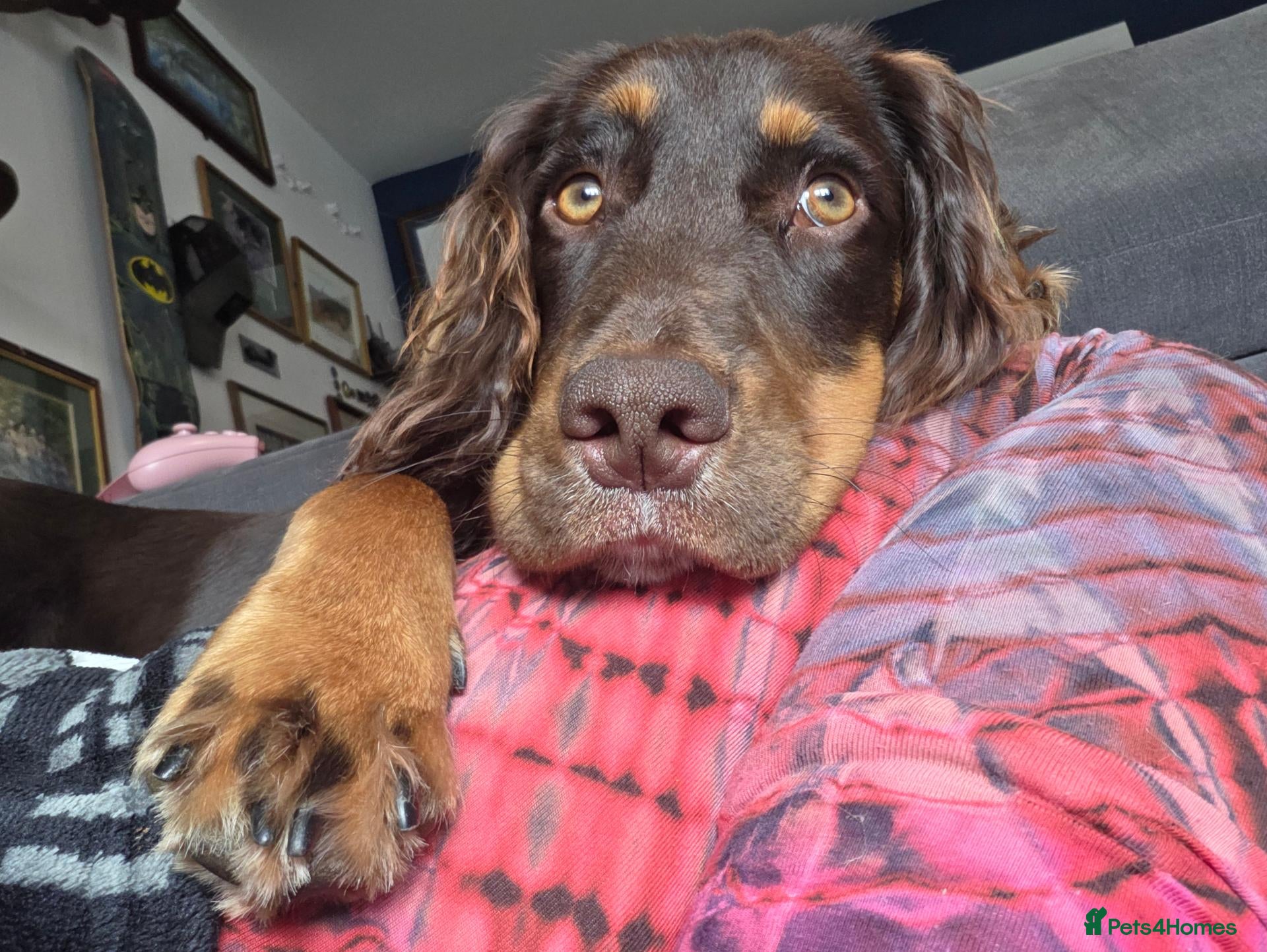 Cocker Spaniel dogs Lovely Working Cocker Spaniel Rocco - Advert 3