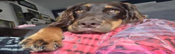 Cocker Spaniel dogs for sale: Lovely Working Cocker Spaniel Rocco - Advert 1