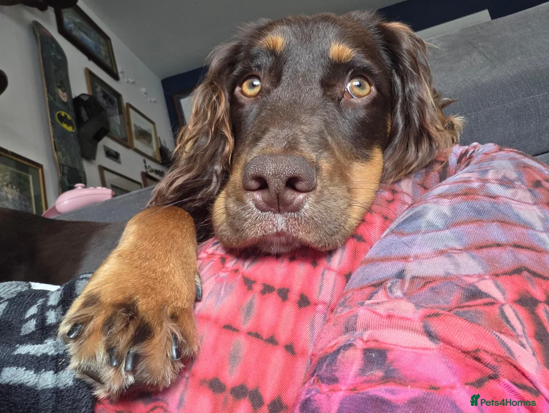 Cocker Spaniel dogs for sale: Lovely Working Cocker Spaniel Rocco - Advert 1
