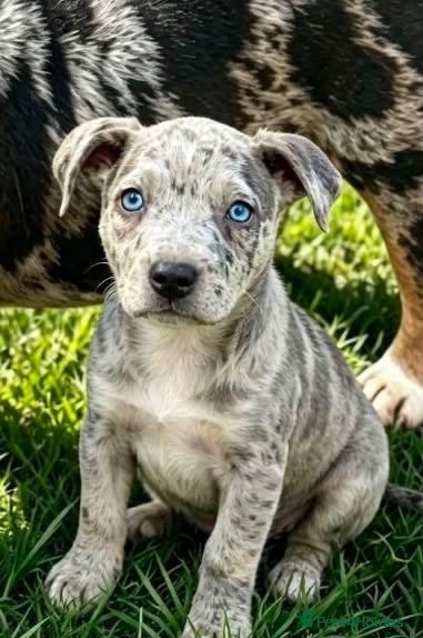 Staffordshire Bull Terrier dogs Adorable very rare Merle staff puppies  - Advert 3