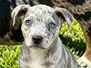 Staffordshire Bull Terrier dogs Adorable very rare Merle staff puppies - Advert 3