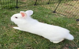 Mini Lion Lop rabbits for sale: **SOLD** Beautiful Mini Lion Lops **SOLD** - Image 8