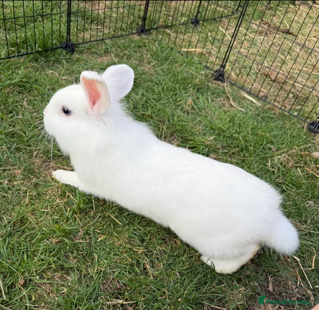 Mini Lion Lop rabbits for sale: **SOLD** Beautiful Mini Lion Lops **SOLD** - Image 8