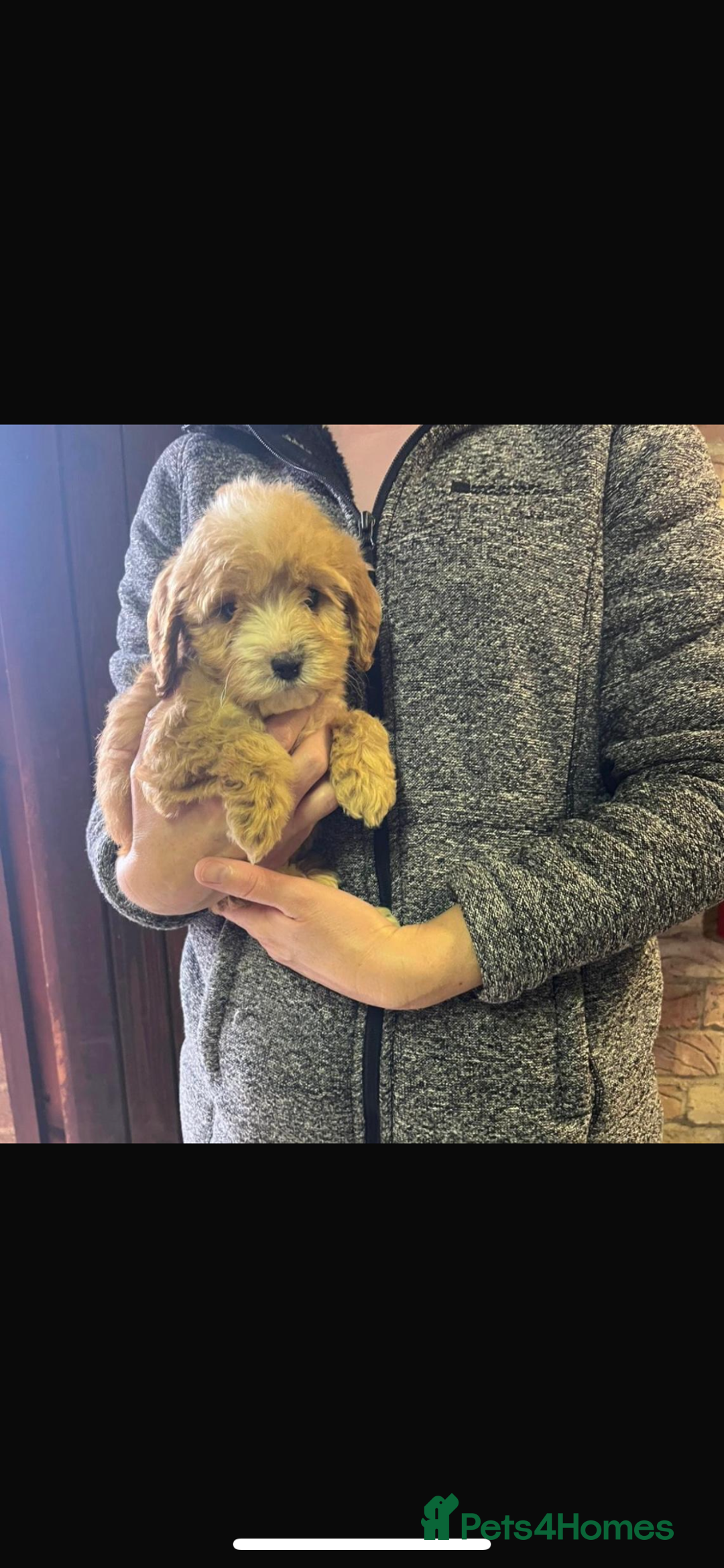 Cockapoo dogs for sale: Adorable show cocker poo puppies - Image 7