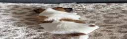 Lhasa Apso dogs for sale: Lhasa Apso puppies for sale - Advert 5