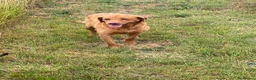 Labrador Retriever dogs for sale: Fox red Labrador  - Advert 3