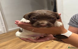 English Springer Spaniel dogs for sale: English springer spaniel puppies  - Image 4