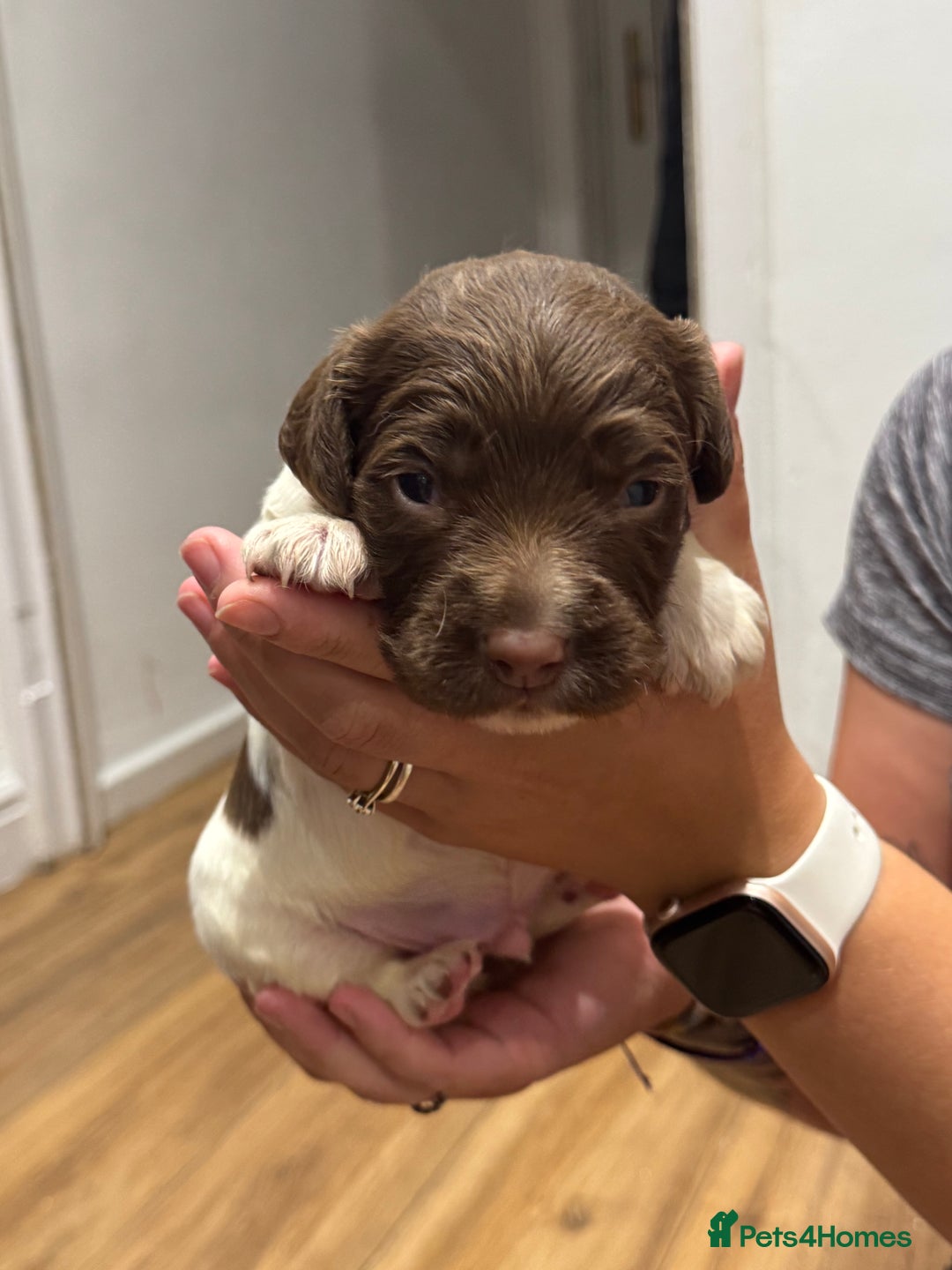 English Springer Spaniel dogs for sale: English springer spaniel puppies  - Image 4