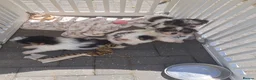Mixed Breed dogs for sale: BEAUTIFUL POMCHON PUPS  FOR SALE - Advert 4