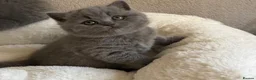 British Shorthair cats for sale: GCCF Blue BSH chunky champion lines - Advert 1