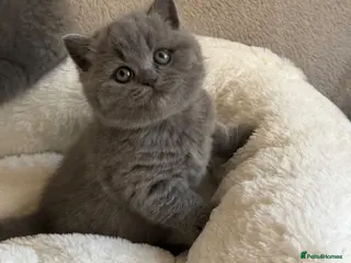 British Shorthair cats GCCF Blue BSH chunky champion lines - Advert 3