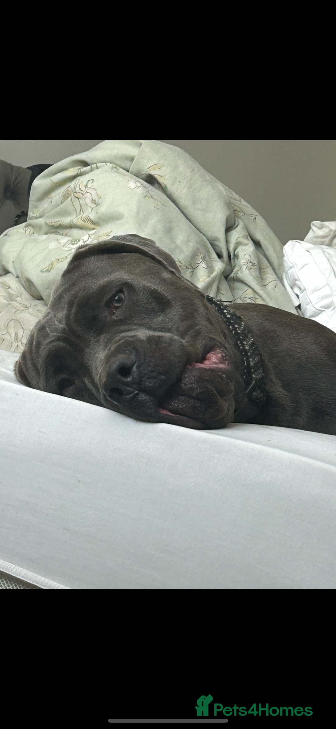 Cane Corso dogs for sale: 18 month old cane corso in Ipswich - Image 5