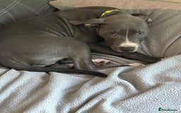 Staffordshire Bull Terrier dogs for sale: Blue  - Image 13