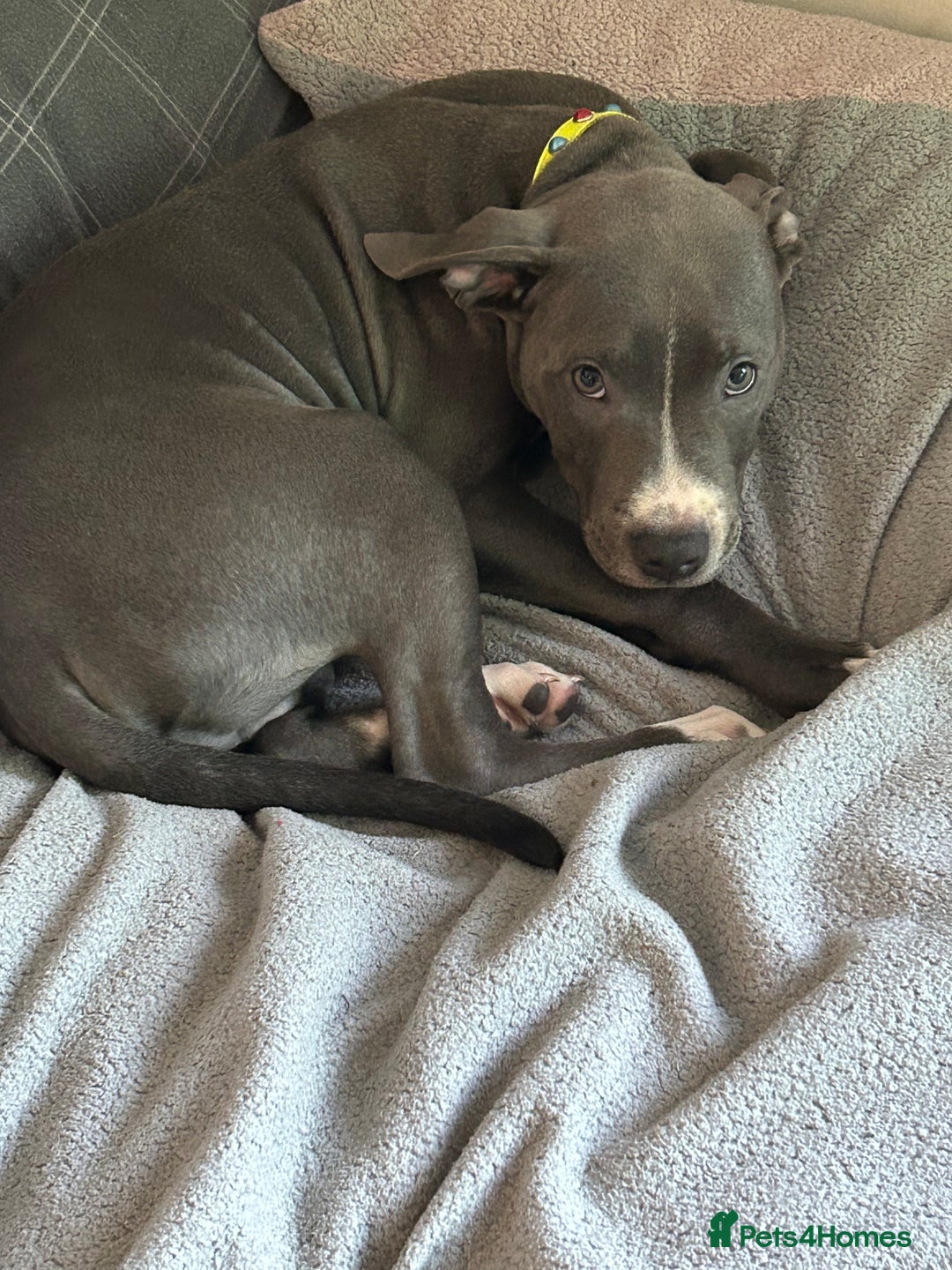 Staffordshire Bull Terrier dogs for sale: Blue  - Image 13