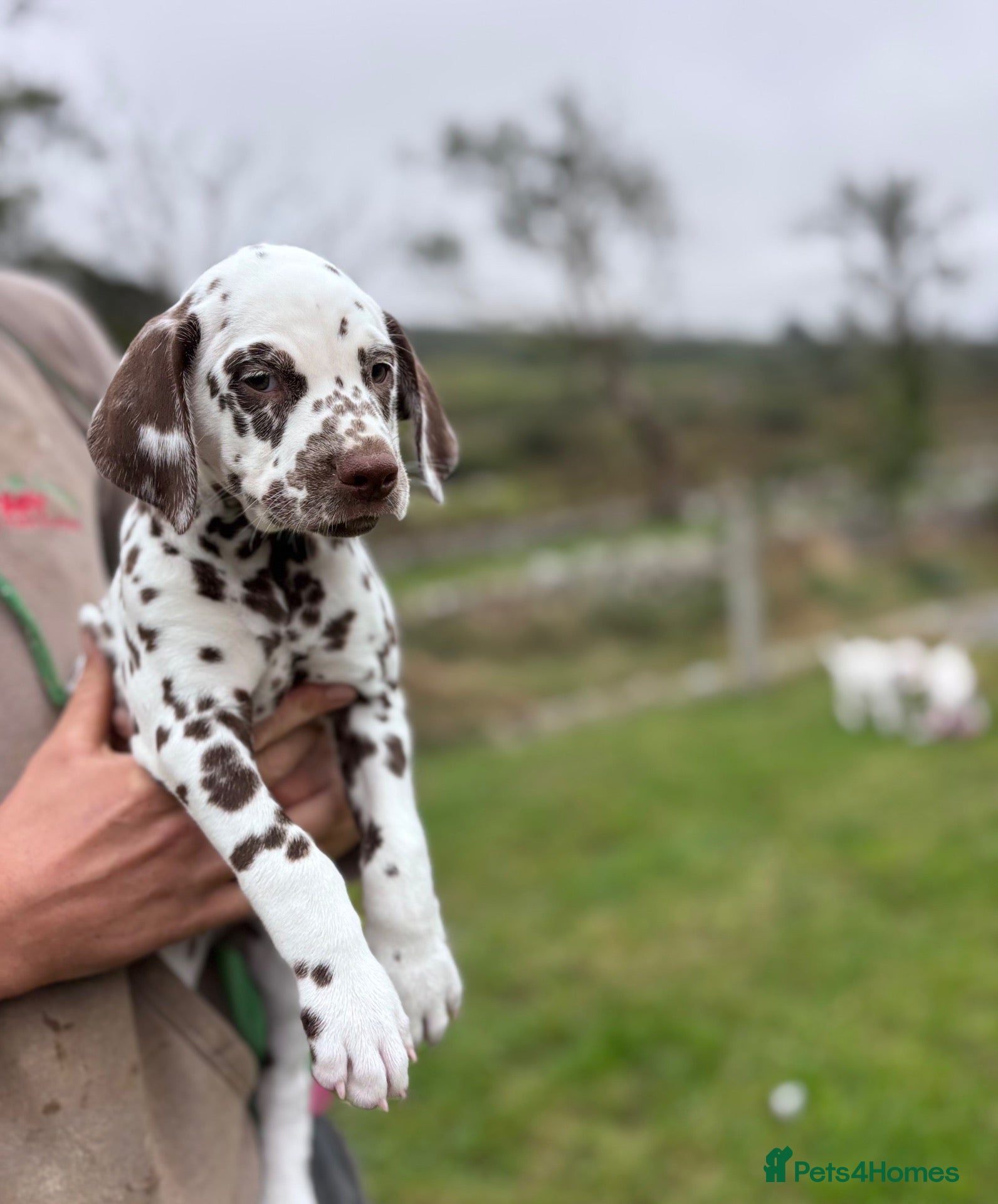 Dalmatian dogs 🏡READY TO LEAVE NOW🏡 4 BOYS LEFT 🩵 - Advert 2