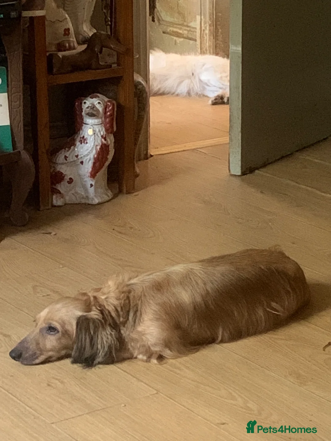 Dachshund dogs for sale: Ready now top quality KC Reg - Advert 15