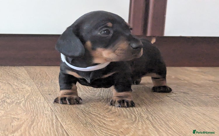 Miniature Dachshund dogs - Advert 1