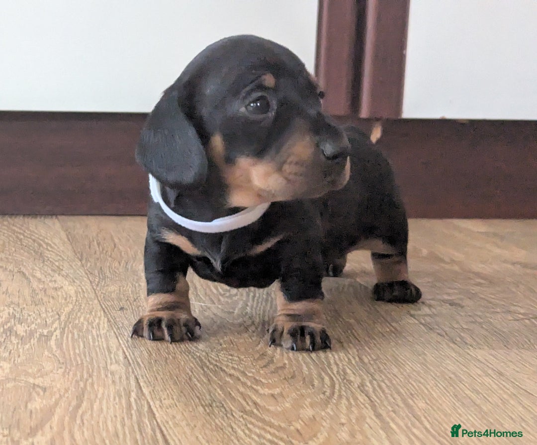 Miniature Dachshund dogs for sale: KC true to type miniature dachshund  - Image 1