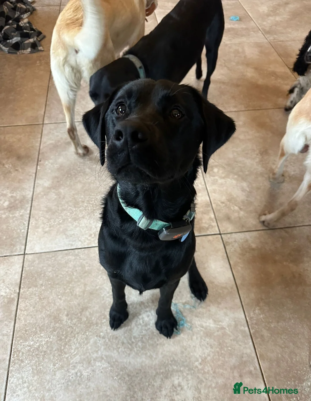 Labrador Retriever dogs for sale: Lovely Labrador x - Advert 2