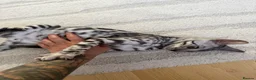 Bengal cats for sale: Hi❤️bengal silver❤️ in Northampton - Advert 3