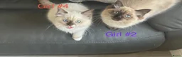 Ragdoll cats for sale: Stunning ragdoll girls for sale  in Grays - Advert 13