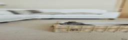 Siberian cats for sale: 🐾 Beautiful Purebred Siberian Kittens - Advert 14