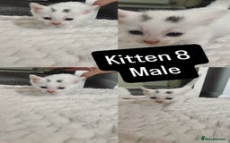 Mixed Breed cats for sale: White / Odd eye / black  Russian mix kittens /  - Image 15