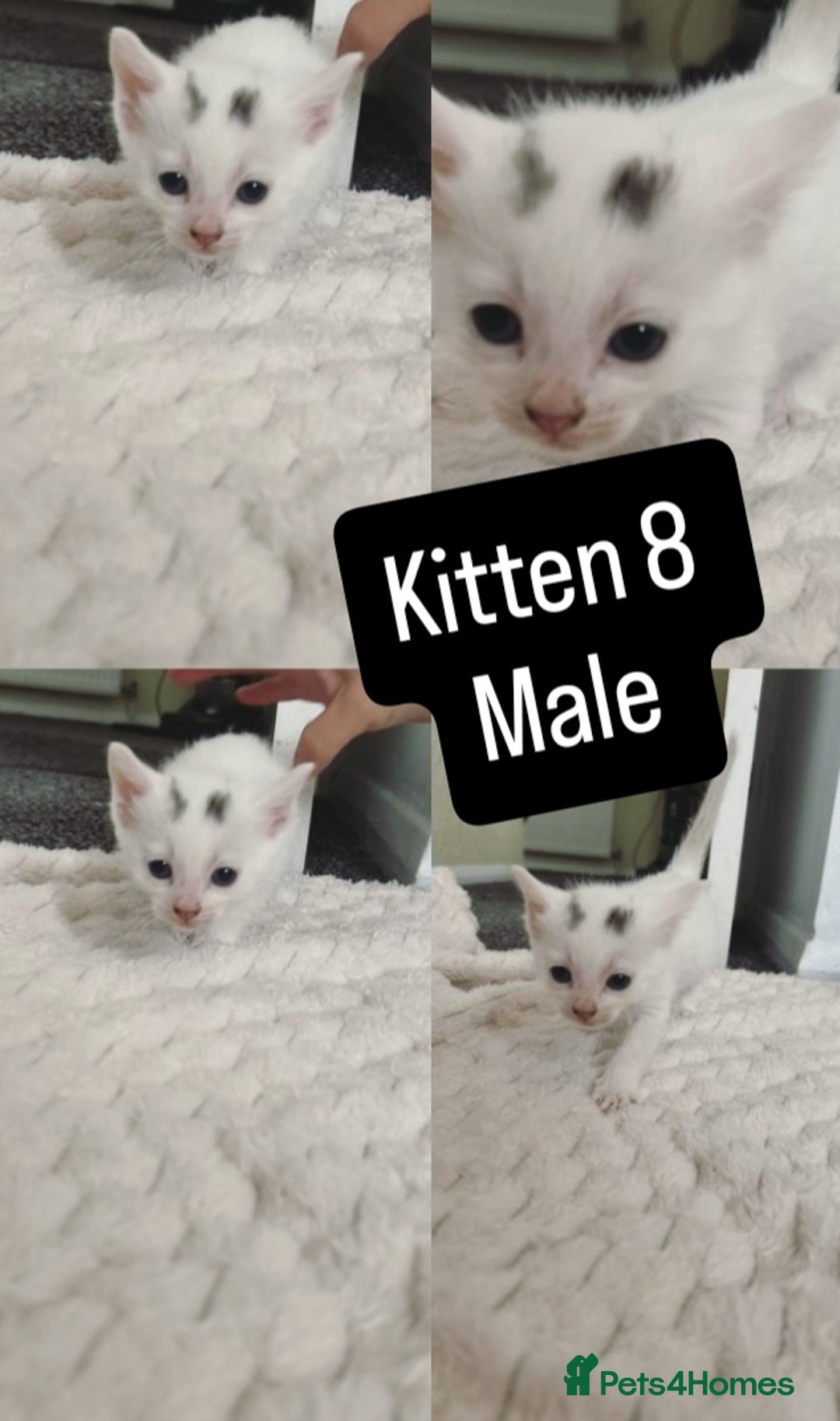 Mixed Breed cats for sale: White / Odd eye / black  Russian mix kittens /  - Image 15