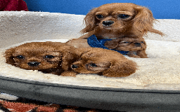 Cavalier King Charles Spaniel dogs for sale: Ruby Red Cavalier puppies ready for new homes ❤️ - Image 8