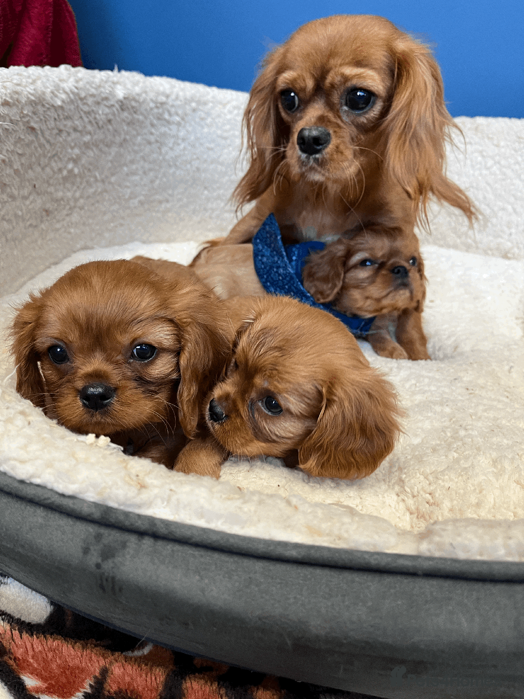 Cavalier King Charles Spaniel dogs for sale: Ruby Red Cavalier puppies ready for new homes ❤️ - Image 8