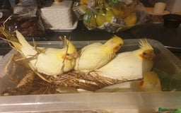 Cockatiels birds for sale: 2 x lutino cockatiels babies 7 weeks old - Image 2