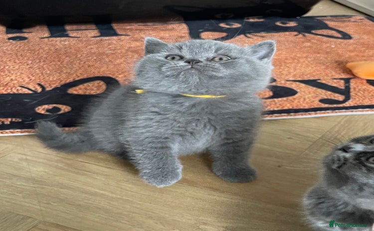 British Shorthair cats - Advert 13