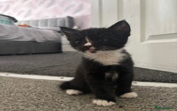 Domestic Shorthair cats for sale: Last male kitten - Image 6