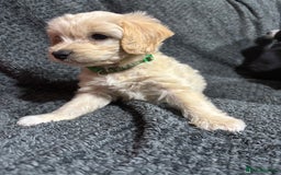 Mixed Breed dogs for sale: Jackapoo x cockapoo puppies - Image 7