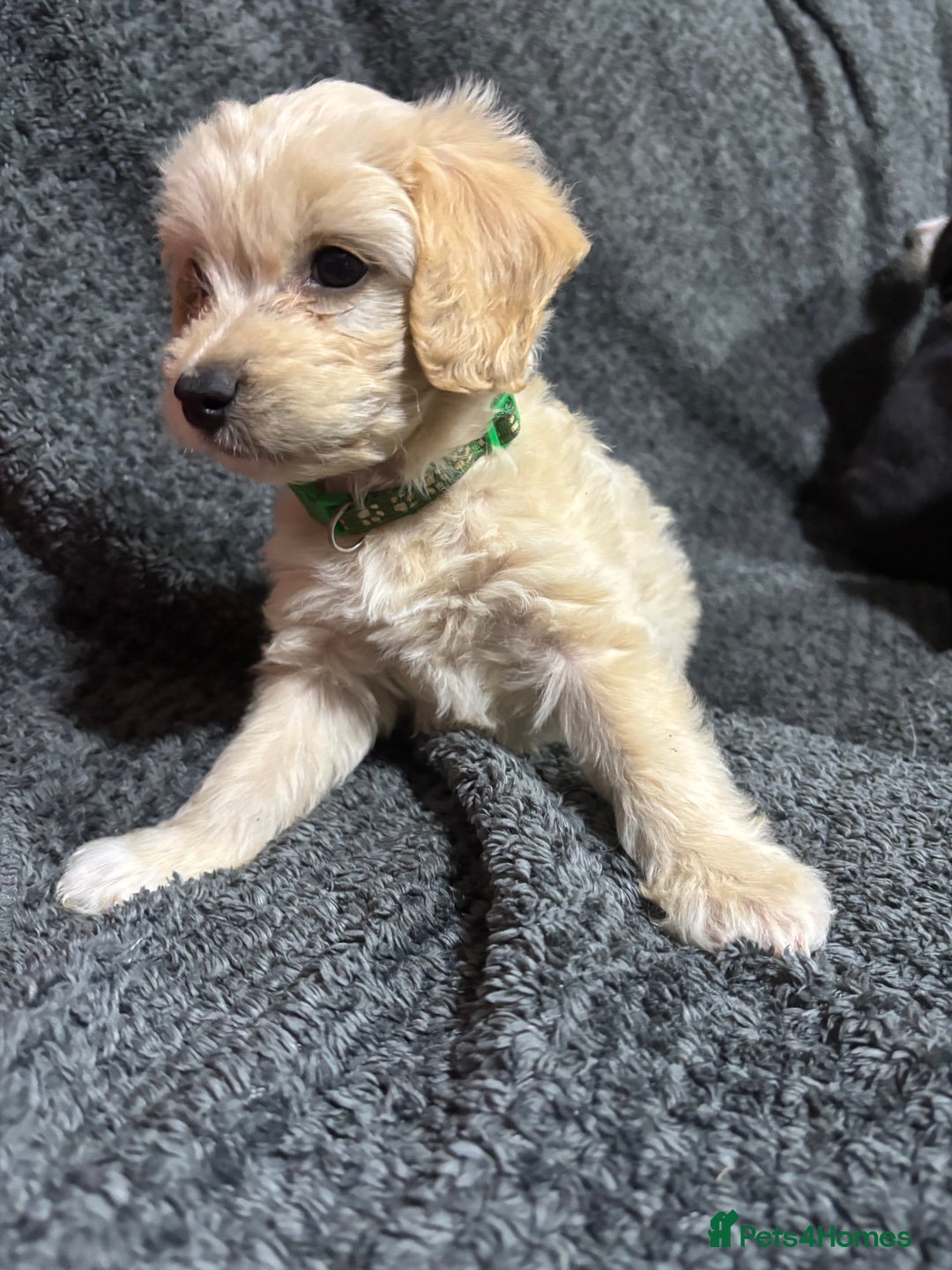 Mixed Breed dogs for sale: Jackapoo x cockapoo puppies - Image 7
