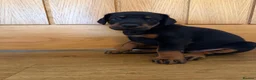 Dobermann dogs for sale: KC Registered big and strong Doberman puppies!! - Advert 13