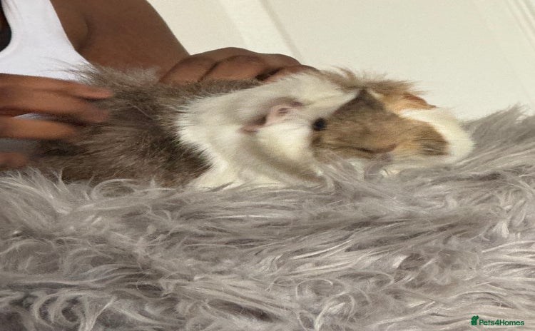 Guinea Pig rodents - Advert 3